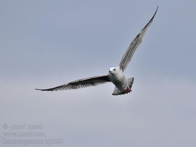 Larus argentatus Herring gull Zilvermeeuw Silbermöwe Racek stříbřitý