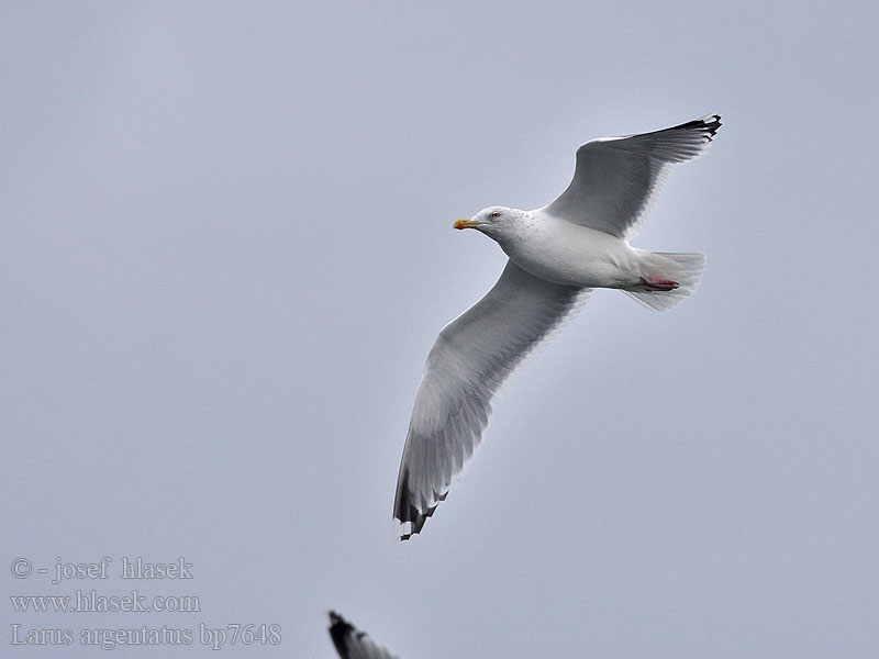 Larus argentatus Herring gull Zilvermeeuw Silbermöwe Racek stříbřitý