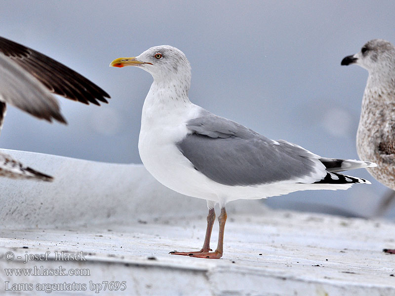 Larus argentatus bp7695