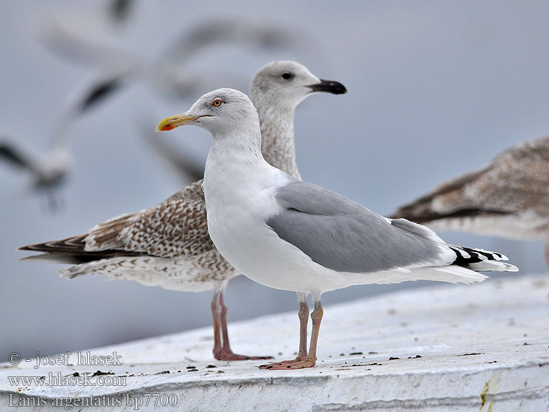 Larus argentatus Herring gull Zilvermeeuw Silbermöwe Racek stříbřitý