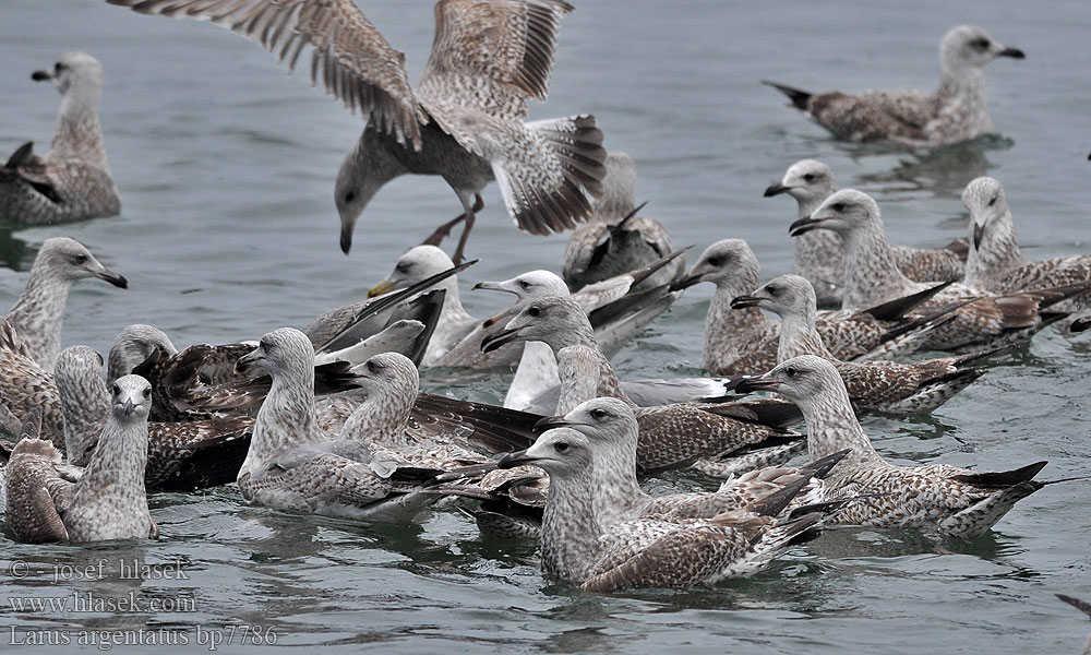 Larus argentatus Herring gull Zilvermeeuw Silbermöwe Racek stříbřitý