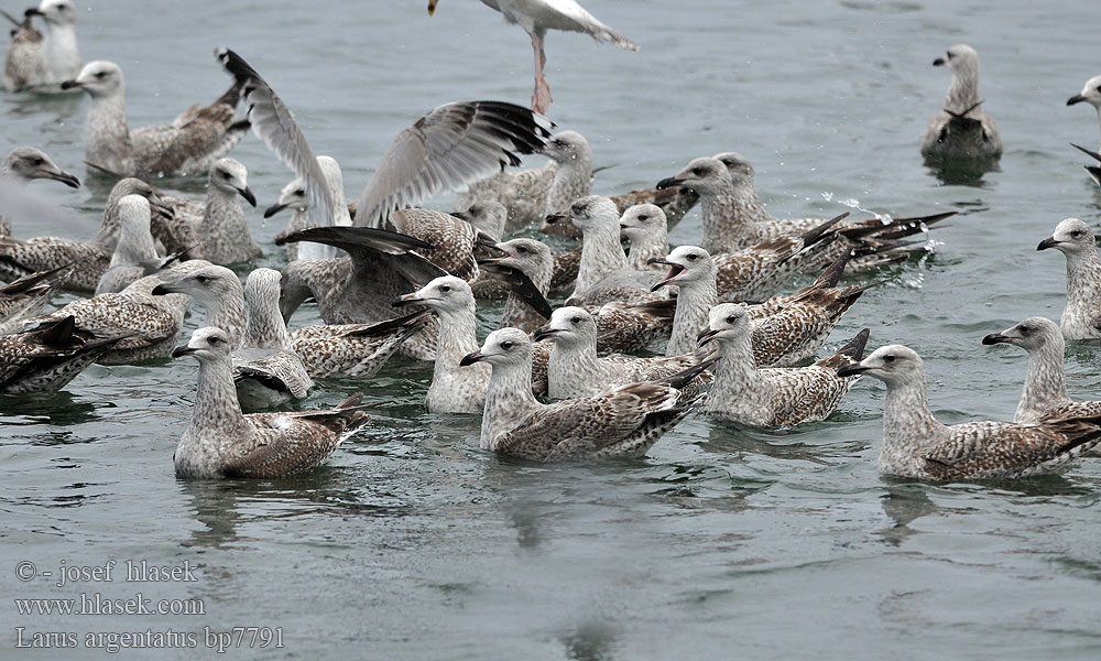 Larus argentatus Herring gull Zilvermeeuw Silbermöwe Racek stříbřitý