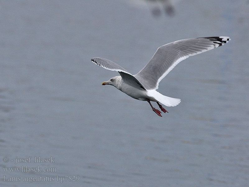 Larus argentatus Herring gull Zilvermeeuw Silbermöwe Racek stříbřitý