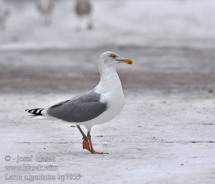 Larus argentatus bp7855