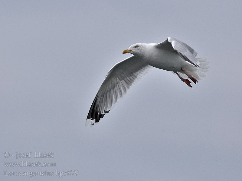 Larus argentatus Herring gull Zilvermeeuw Silbermöwe Racek stříbřitý