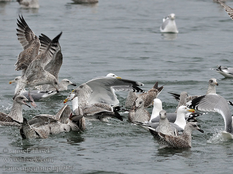 Larus argentatus Herring gull Zilvermeeuw Silbermöwe Racek stříbřitý