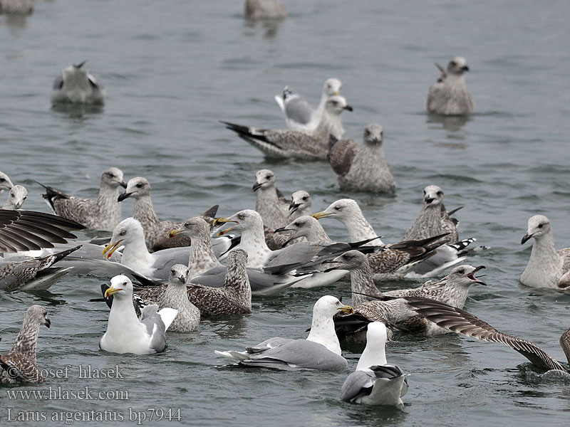 Larus argentatus Herring gull Zilvermeeuw Silbermöwe Racek stříbřitý