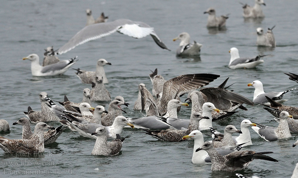 Larus argentatus Herring gull Zilvermeeuw Silbermöwe Racek stříbřitý