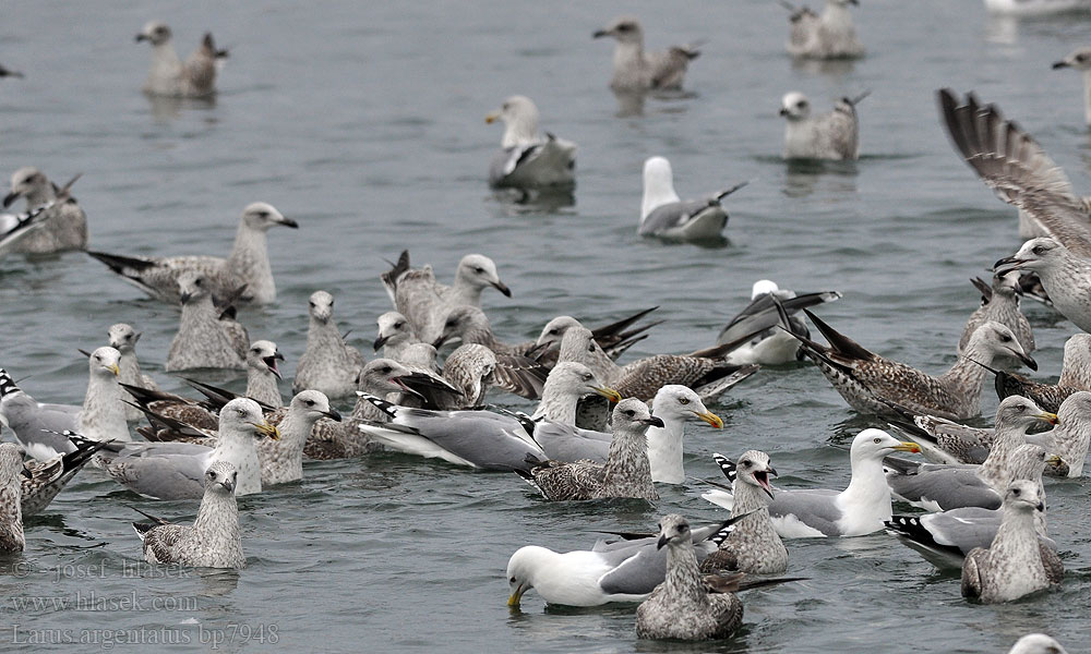 Larus argentatus Herring gull Zilvermeeuw Silbermöwe Racek stříbřitý