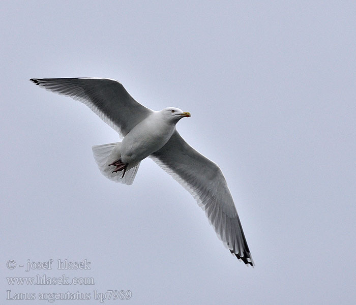 Larus argentatus Herring gull Zilvermeeuw Silbermöwe Racek stříbřitý