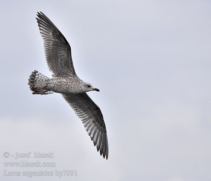 Larus argentatus Herring gull Zilvermeeuw Silbermöwe Racek stříbřitý