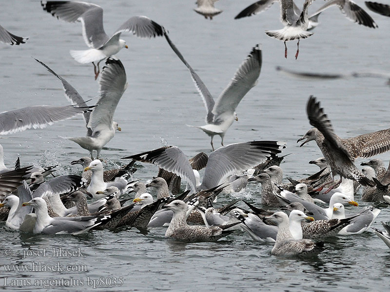 Larus argentatus Herring gull Zilvermeeuw Silbermöwe Racek stříbřitý