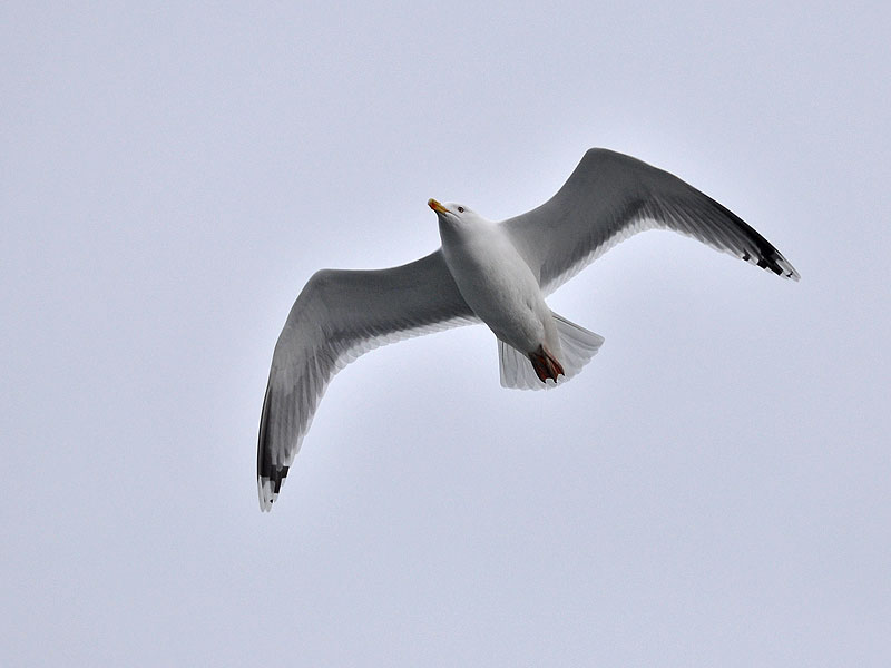 Larus argentatus Herring gull Zilvermeeuw Silbermöwe Racek stříbřitý