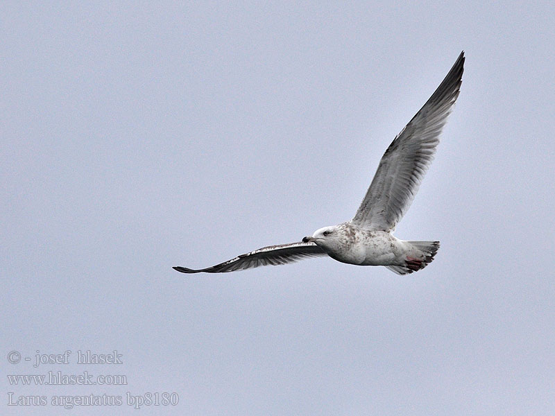 Larus argentatus Herring gull Zilvermeeuw Silbermöwe Racek stříbřitý