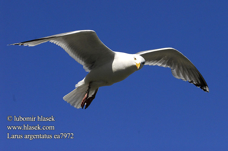 Larus argentatus herring gull Sølvmåge Harmaalokki Goéland argenté Zilvermeeuw Gabbiano reale Ezüstsirály Silbermöwe Mewa srebrzysta Čajka striebristá Racek stříbřitý Gaviota argéntea Gråtrut 銀鷗 Серебристая чайка Мартин сріблястий Haringmeeu Kuzey Gümüş Martı שחף כספי