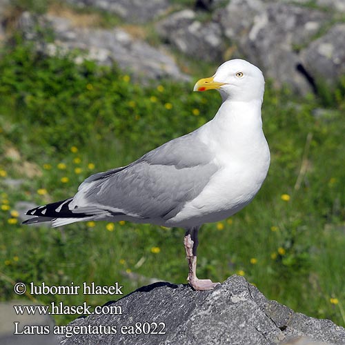 Larus argentatus Goéland argenté Zilvermeeuw Gabbiano reale Ezüstsirály Silbermöwe Mewa srebrzysta Čajka striebristá Racek stříbřitý Gaviota argéntea Gråtrut 銀鷗 Серебристая чайка Мартин сріблястий Haringmeeu Kuzey Gümüş Martı שחף כספי