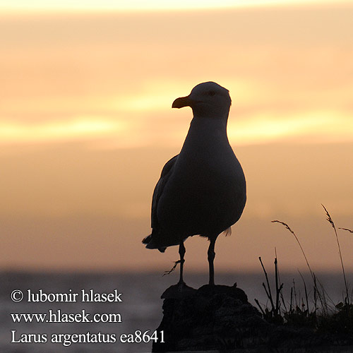 Larus argentatus ea8641