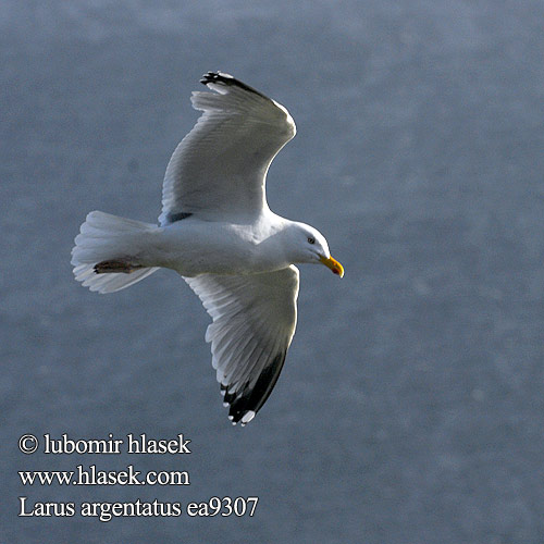 Larus argentatus Silbermöwe Mewa srebrzysta Čajka striebristá Racek stříbřitý Gaviota argéntea Gråtrut 銀鷗 Серебристая чайка Мартин сріблястий Haringmeeu Kuzey Gümüş Martı שחף כספי herring gull Sølvmåge Harmaalokki Goéland argenté Zilvermeeuw Gabbiano reale Ezüstsirály