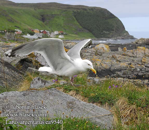 Larus argentatus Racek stříbřitý Gaviota argéntea Gråtrut 銀鷗 Серебристая чайка Мартин сріблястий Haringmeeu Kuzey Gümüş Martı שחף כספי herring gull Sølvmåge Harmaalokki Goéland argenté Zilvermeeuw Gabbiano reale Ezüstsirály