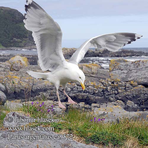 Larus argentatus 銀鷗 Серебристая чайка Мартин сріблястий Haringmeeu Kuzey Gümüş Martı שחף כספי herring gull Sølvmåge Harmaalokki Goéland argenté Zilvermeeuw Gabbiano reale Ezüstsirály Silbermöwe Mewa srebrzysta Čajka striebristá Racek stříbřitý Gaviota argéntea Gråtrut