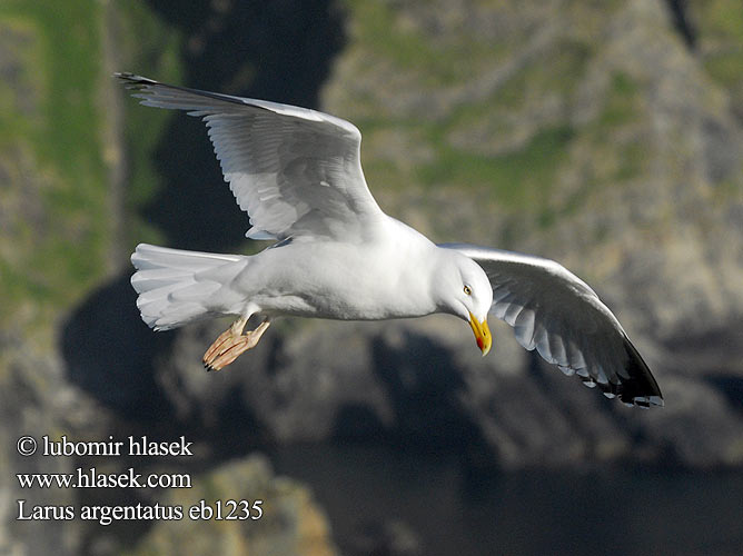 Larus argentatus eb1235