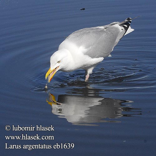 Larus argentatus Kuzey Gümüş Martı שחף כספי herring gull Sølvmåge Harmaalokki Goéland argenté Zilvermeeuw Gabbiano reale Ezüstsirály Silbermöwe Mewa srebrzysta Čajka striebristá Racek stříbřitý Gaviota argéntea Gråtrut 銀鷗 Серебристая чайка Мартин сріблястий Haringmeeu