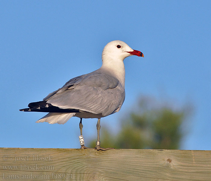 Larus audouinii Audouin's Gull