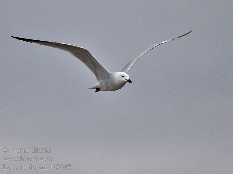 Larus audouinii Racek zelenonohý