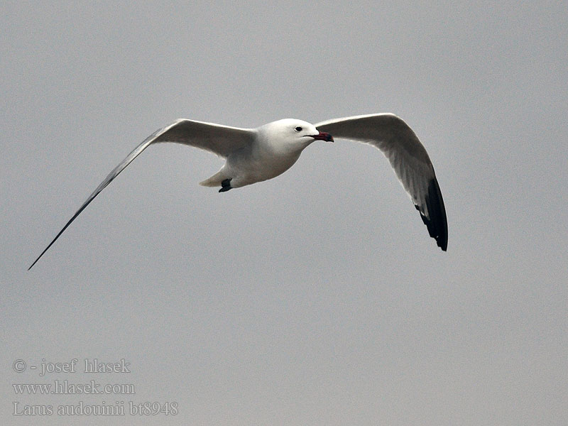 Larus audouinii Korallenmöwe