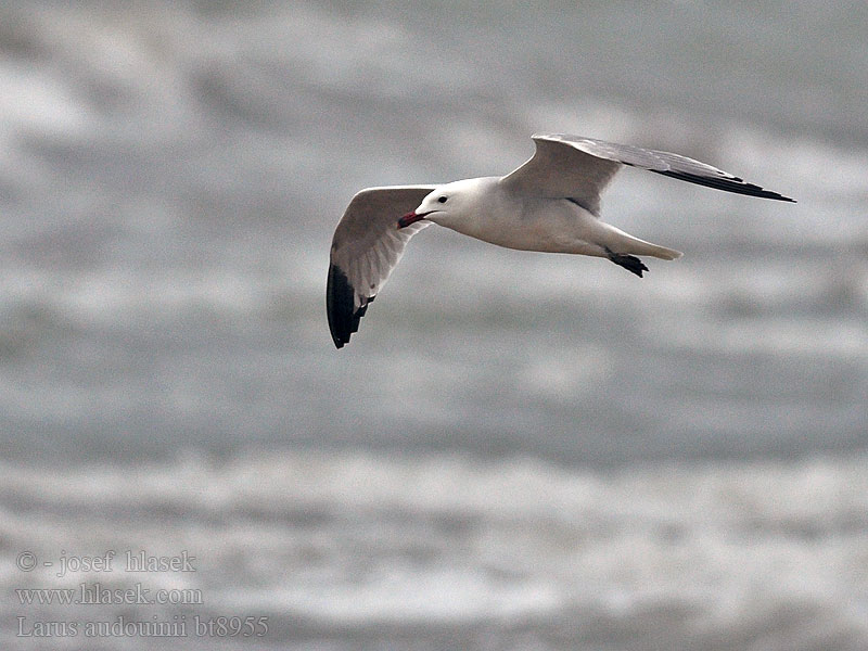 Larus audouinii Gaviota Audouin