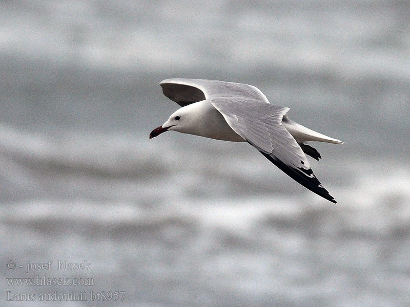 Larus audouinii Gabbiano corso