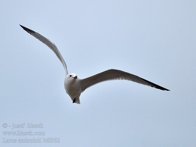 Larus audouinii アカハシカモメ