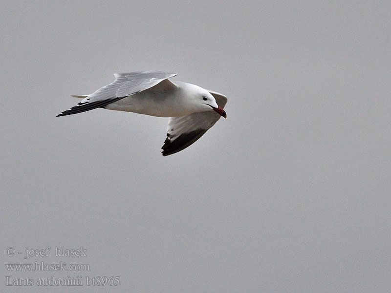 Larus audouinii Audouins Meeuw