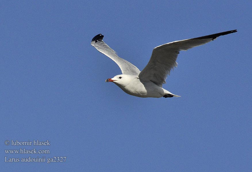 Larus audouinii Audouin's Gull Racek zelenonohý Korallenmöwe