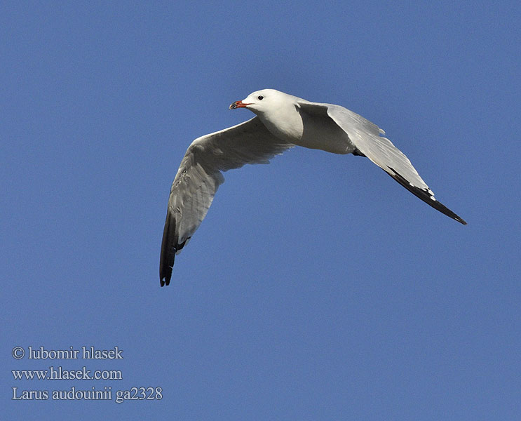 Gaviota Audouin Gabbiano corso アカハシカモメ Audouins Meeuw