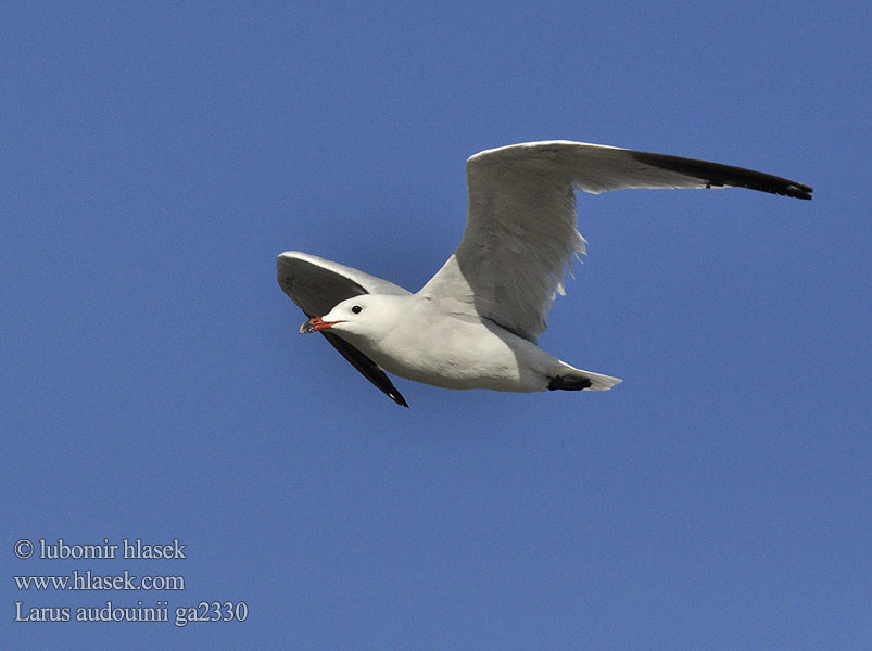 Larus audouinii ga2330