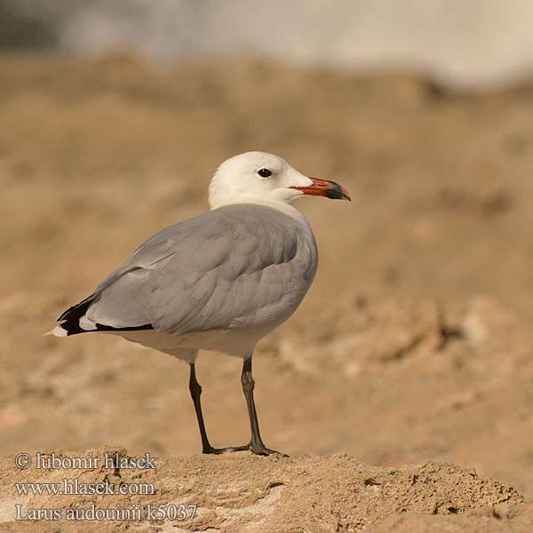 Larus audouinii Mewa sródziemnomorska