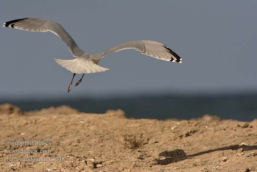 Larus audouinii Чайка Одуэна