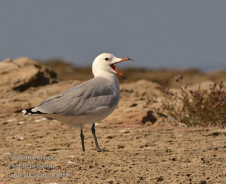 Larus audouinii Audouinsmåge