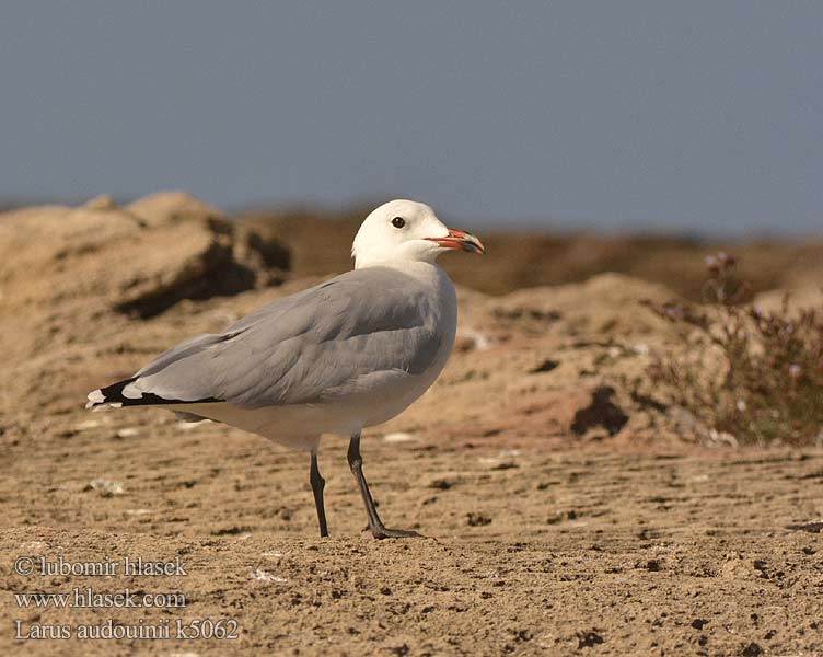 Larus audouinii Goéland d'Audouin