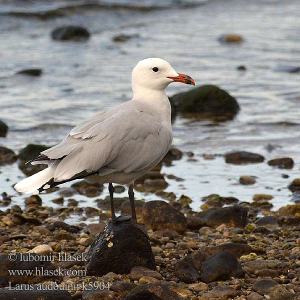 Larus audouinii Kóralmáfur