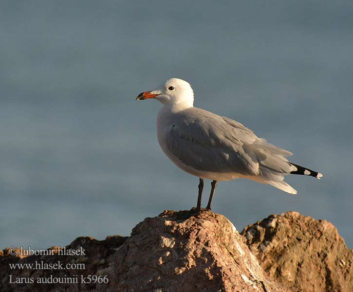 Larus audouinii Middelhavsmåke Gaivota Audouin Čajka ostrovná