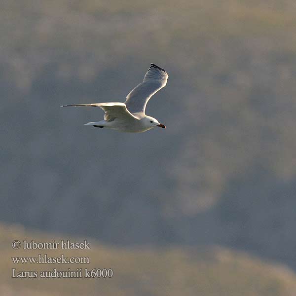 Larus audouinii Gaivota Audouin