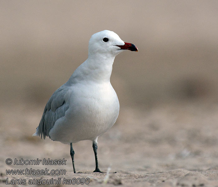 Larus audouinii Čajka ostrovná