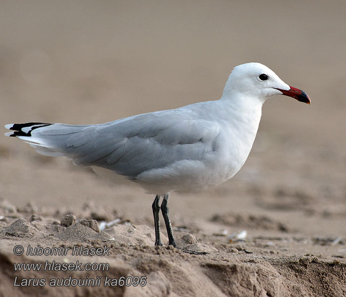 Larus audouinii Rödnäbbad trut