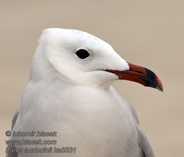 Larus audouinii 地中海鸥