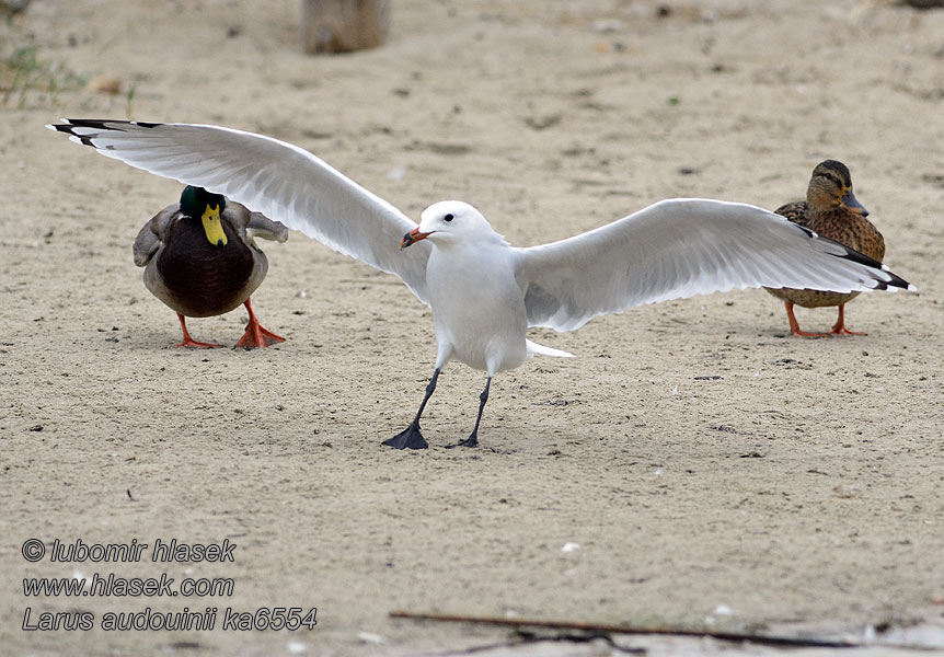 Larus audouinii Korallsirály