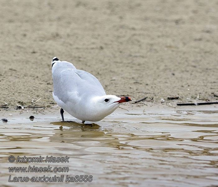 Larus audouinii Црвеноклјуни галеб