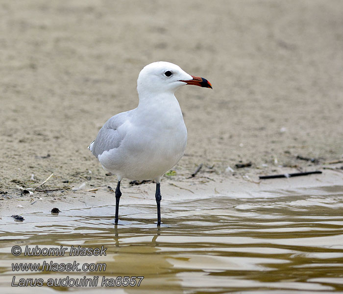 Larus audouinii Ada Martısı