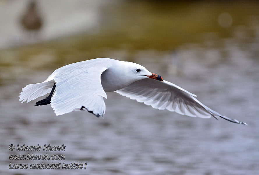 Larus audouinii Gawwija Geddumha Aħmar